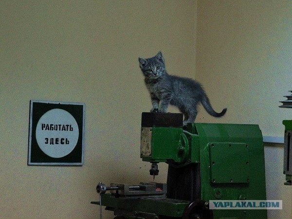 Create meme: Kote , cats in the factory, cat 