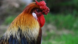 Create meme: photo birds roosters, cock anbg 2015, cock (2015)