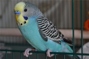 Create meme: budgie, budgie