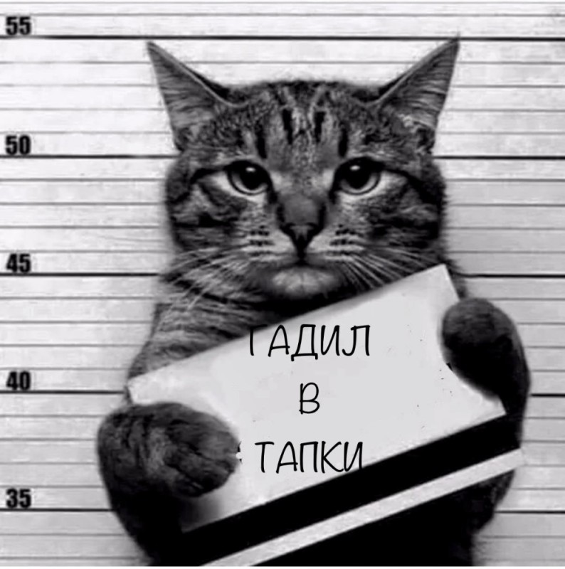 Создать мем: кот в тюрьме с табличкой, кот преступник с табличкой, кот преступник