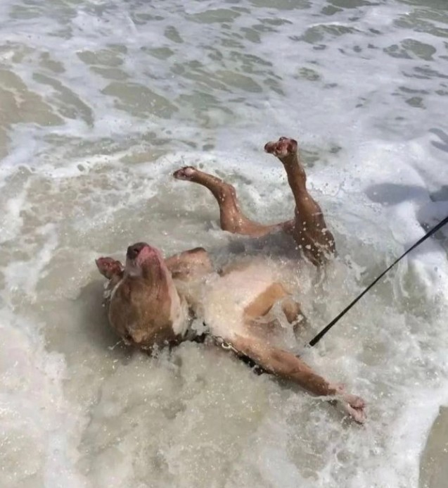 Создать мем: ужасные собаки, купаться в океане, животные забавные