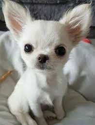 Create meme: chihuahua dog, breed Chihuahua, Chihuahua puppy