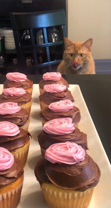 Create meme: cats are funny, cupcake , cute cats funny