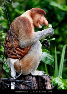 Create meme: a proboscis monkey, monkey nosey