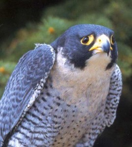 Create meme: Peregrine