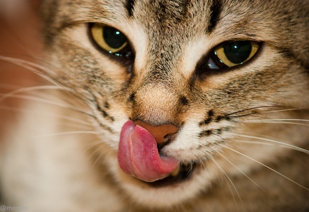 Создать мем: котик с языком, кот с высунутым языком, кот