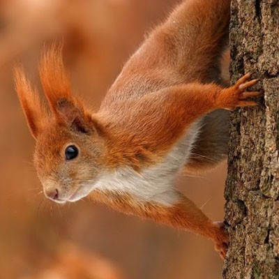 Create meme: squirrel forest, proteins animals, red squirrel