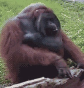 Create meme: orangutan, orangutan