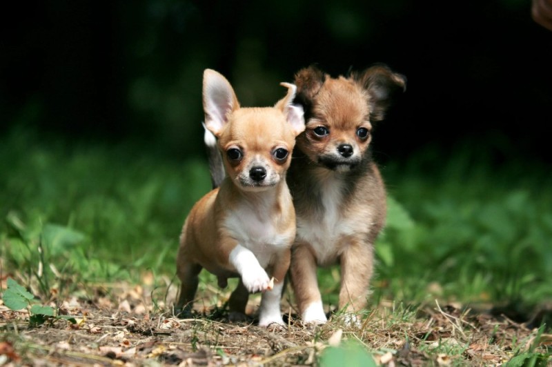 Create meme: cute chihuahuas, chihuahua dwarf, chihuahua breed