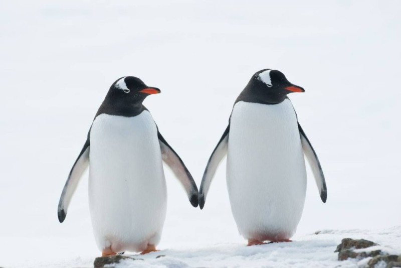 Создать мем: императорский пингвин, пингвины идут строем, penguin