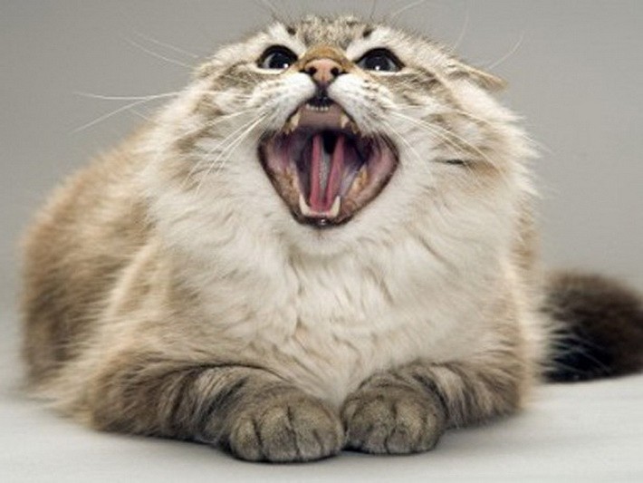 Создать мем: злой кот, злая кошка, агрессивная кошка