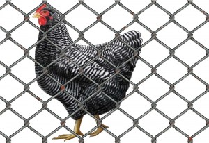 Create meme: chickens dominant 107, plymouth rock, the picture chicken on a transparent background