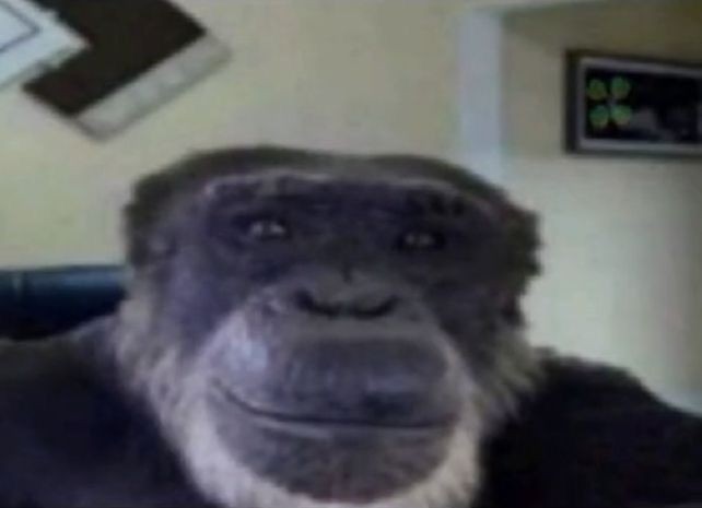 Создать мем: обезьяны мем, ладно обезьяна, обезьяна из мема