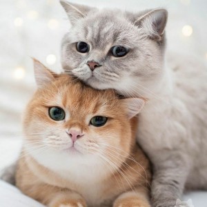 Создать мем: фотографии милых котиков, очаровательные котята, котики красивые
