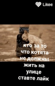 Create meme: I will survive kitten photos, merhamet, the picture with the text