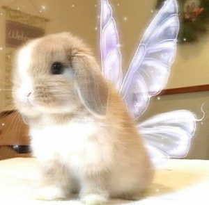 Create meme: cute bunnies, the cute bunnies, rabbit