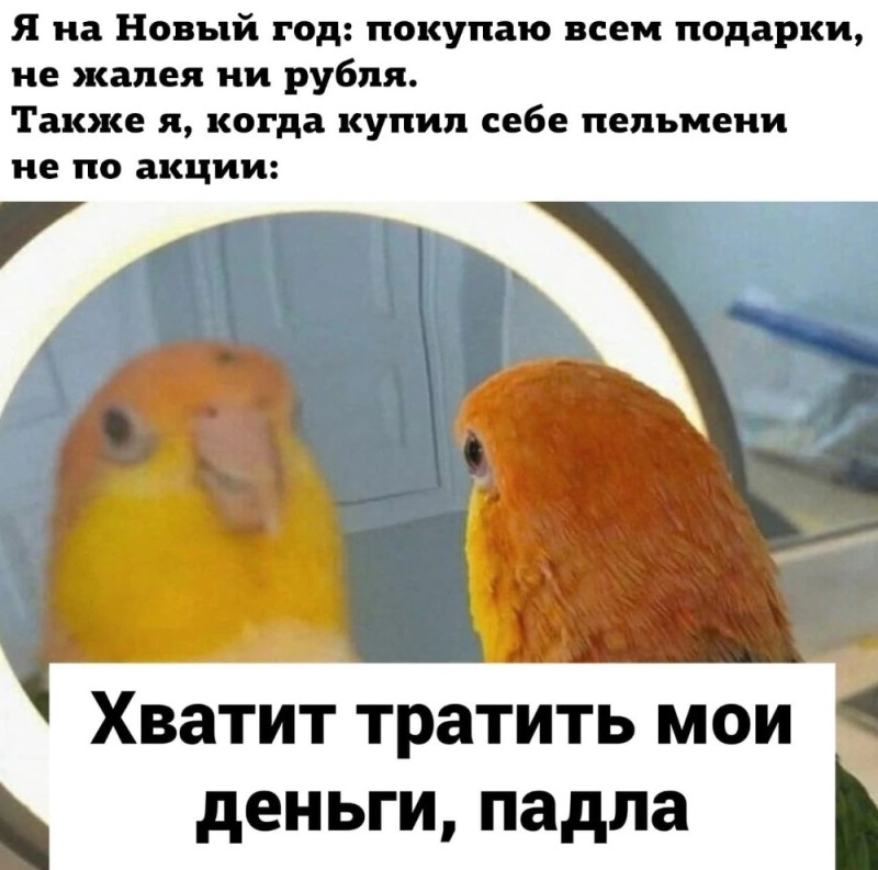 Создать мем: попугай мемы, лучшие мемы, попугай в зеркале мем
