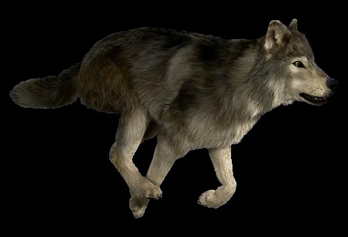 Создать мем: wolf wolf, анимация волк, серый волк