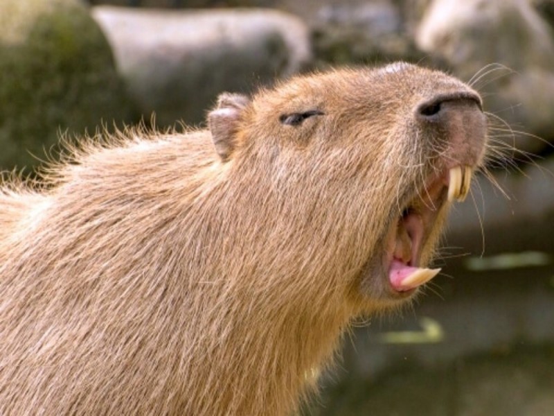 Create meme: Rafael Nadal , a pet capybara, the largest rodent is the capybara