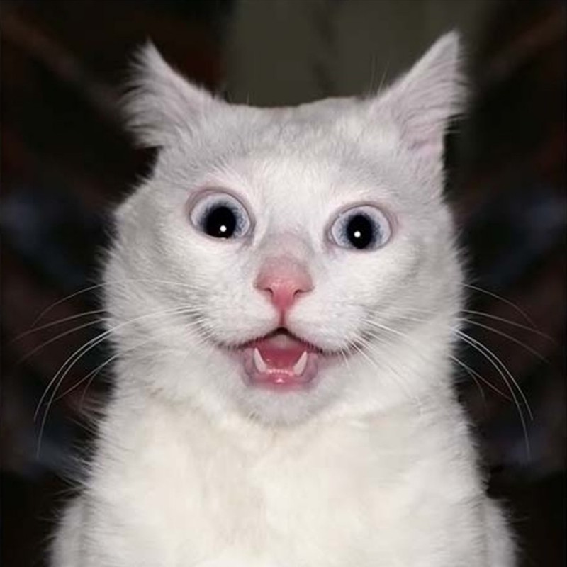 Создать мем: смешные коты, отпусти меня чудо трава, удивленный белый кот