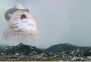Создать мем: кричащий кот, котики пушистые, кот в горах