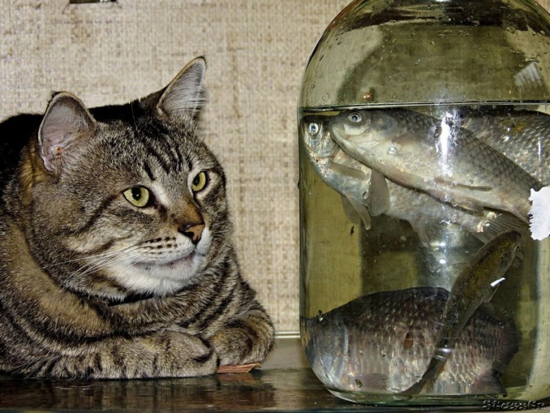 Create meme: kot Rybolov, the fisherman cat, cat catches fish from the aquarium