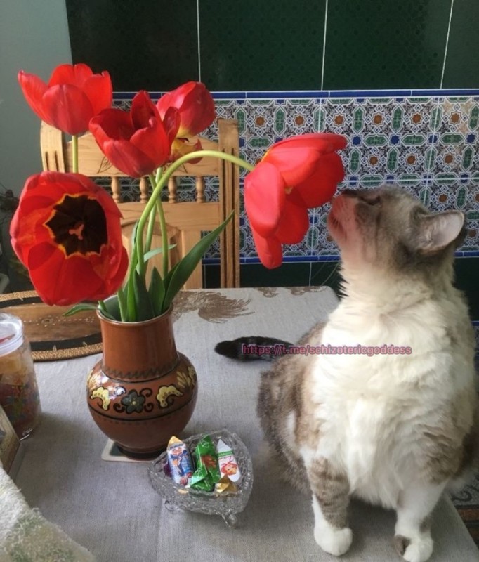 Создать мем: кошка, цветы и котики, букет тюльпанов