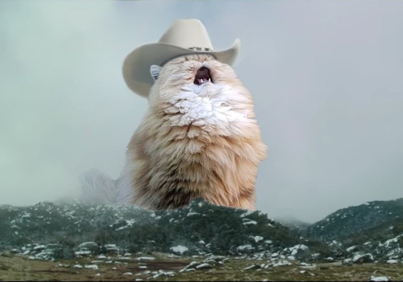 Create meme: cat meme , screaming cat meme, screaming cat 