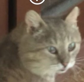 Создать мем: кареглазая кошка, порода тайская кошка характер отзывы достоинства и недостатки, классный кот