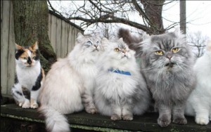 Create meme: Persian cat, long-haired cats