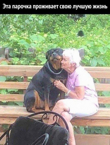 Создать мем: собака, бабушка с собакой, теща с ротвейлером