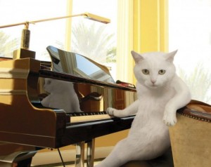 Create meme: cat, Murka, piano