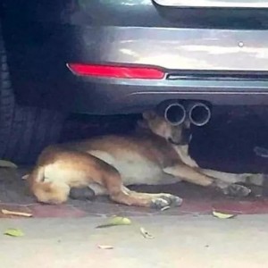 Create meme: exhausted dogs, the dog is under the car