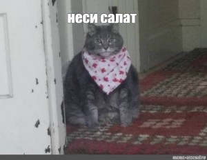 Создать мем: кот в слюнявчике, кушац мем кот, кушоц кот мем