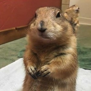 Create meme: memes about gophers, gopher memes, indignant gopher meme