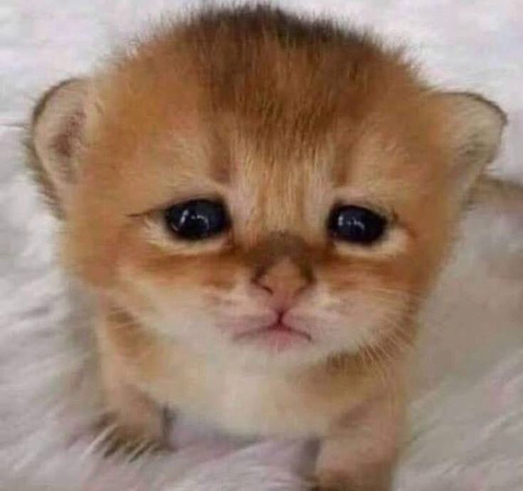 Create meme: adorable kittens, The kitten is crying, cute cats 