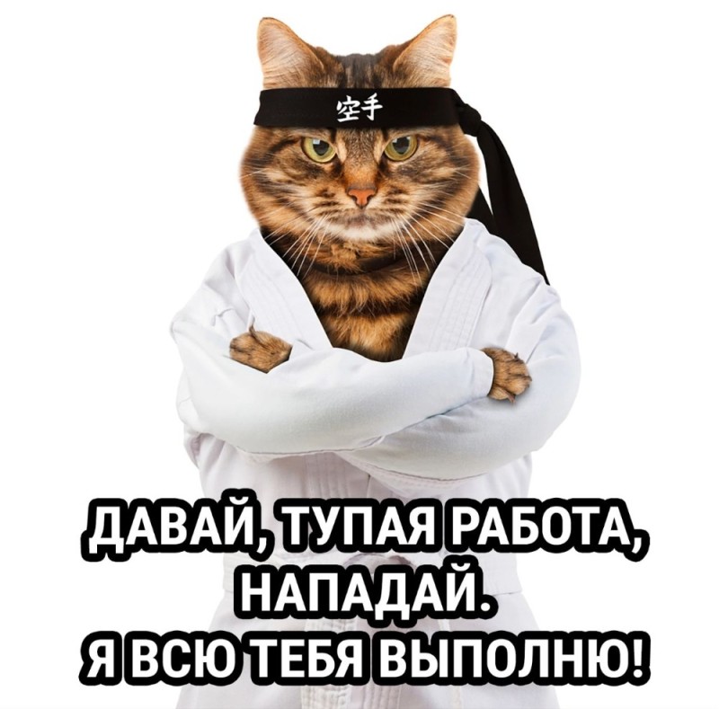 Create meme: cat accountant, cat karate, cat 