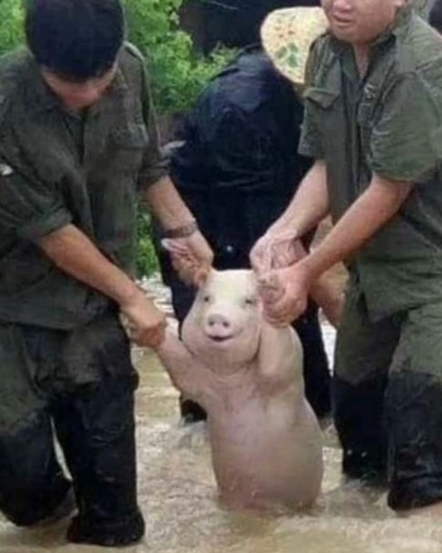 Создать мем: китайцы тащат свинью, пьяная свинья, тащат свинью