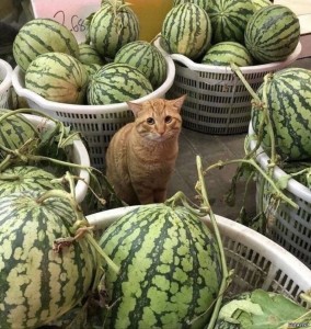Create meme: watermelon fun, cat humor, funny watermelon