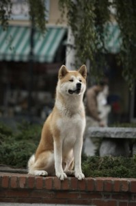 Create meme: breed Akita inu, Hachiko dog breed, the dog Hachiko