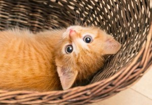 Create meme: kitties, kittens in a basket, seals