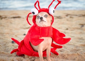 Создать мем: собачка, собака на море, порода чихуахуа