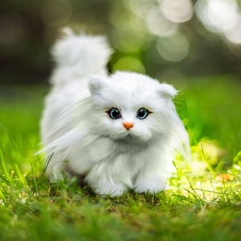 Создать мем: белый котенок, кошки маленькие милые белые, игрушка персидский кот белый