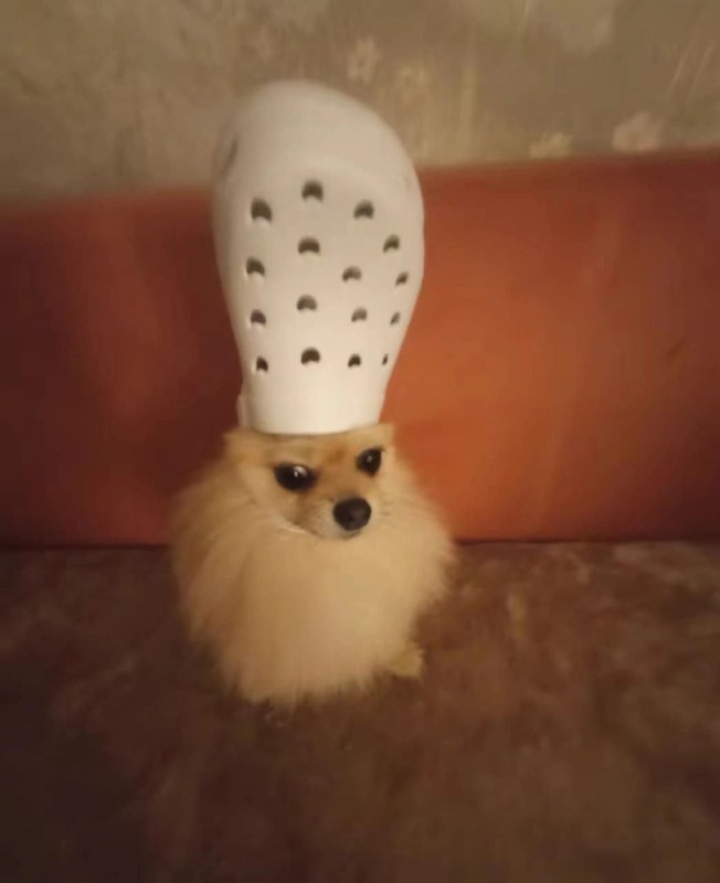 Create meme: dogs are cute, a dog with a crox on his head, animals cute