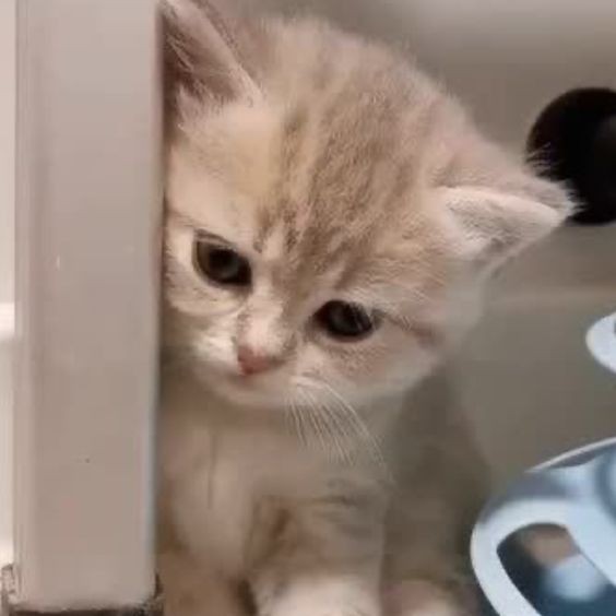 Create meme: adorable kittens, the kitten is homemade, cats kittens