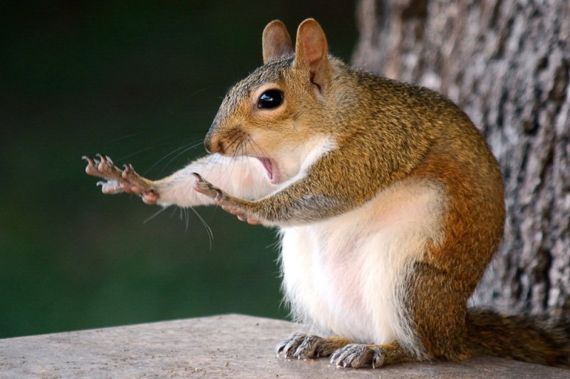 Create meme: funny squirrels, surprised squirrel, protein 