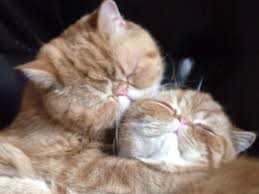 Создать мем: обнимашки котов фото, коты поцелуй, поцелуй котов