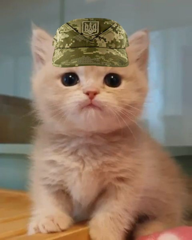 Создать мем: кошка, я русский кот, cat cute