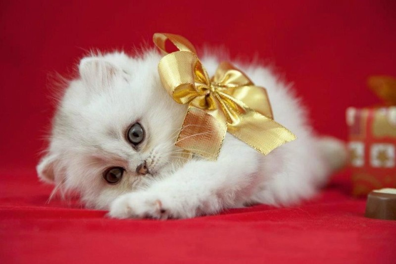 Создать мем: очень красивые открытки, маленькие пушистые котята с бантиком, с днем рождения милый котик