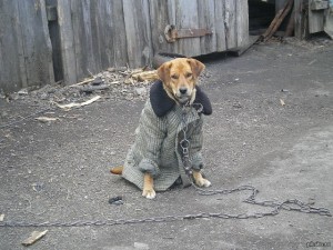 Создать мем: русская собака, фото собака в пальто на цепи, бабушка в деревне